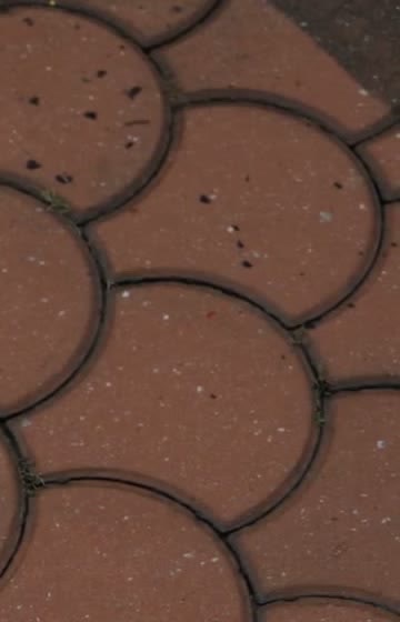 After: Scalloped pavers — deep clean
